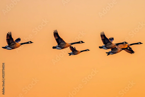 Geese migrating south in v formation fly against orange sunset sky, displaying natural beauty and perfect order in nature