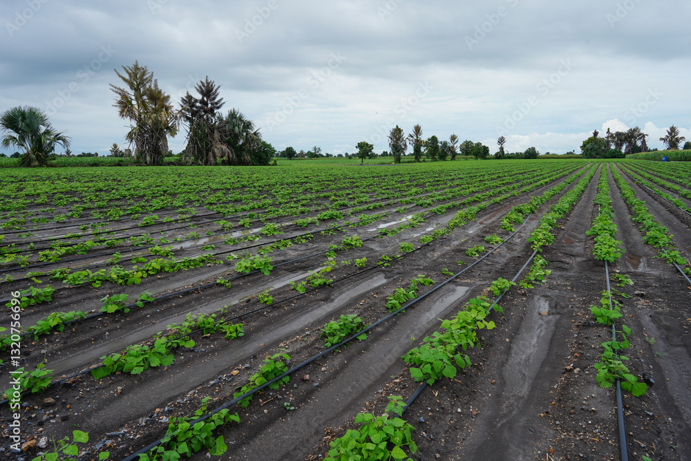 Obraz premium Row of cassava tree in field. Growing cassava, young shoots growing in farm.