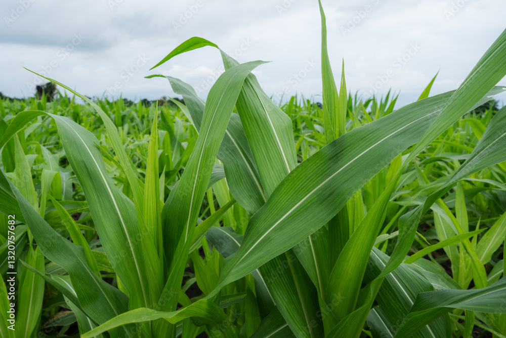 Obraz premium Green Maize Corn Field Plantation in Summer Agricultural Season. Close up of corn on the cob in a field.
