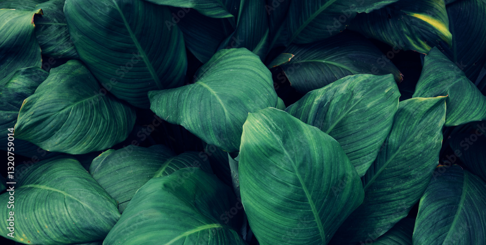 Obraz premium leaves of Spathiphyllum cannifolium, abstract green texture, nature background, tropical leaf.