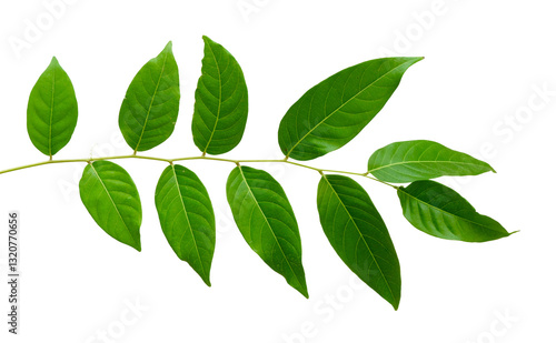 Fresh green leaves plant branch natural isolated on white background.