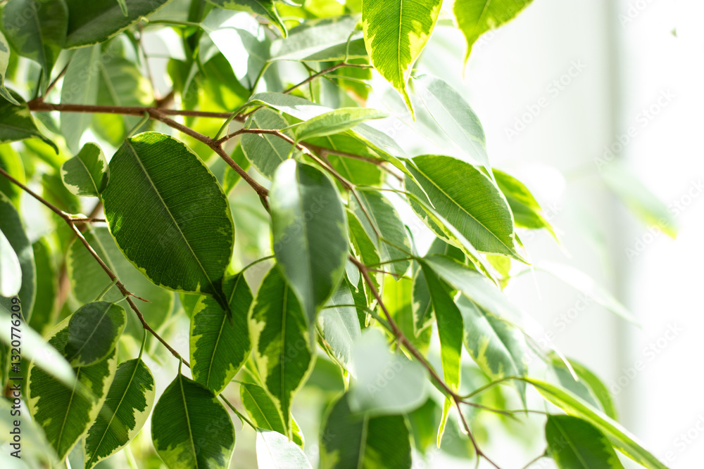 Obraz premium Close up of green leaves of a benjamini ficus plant growing in a pot at home