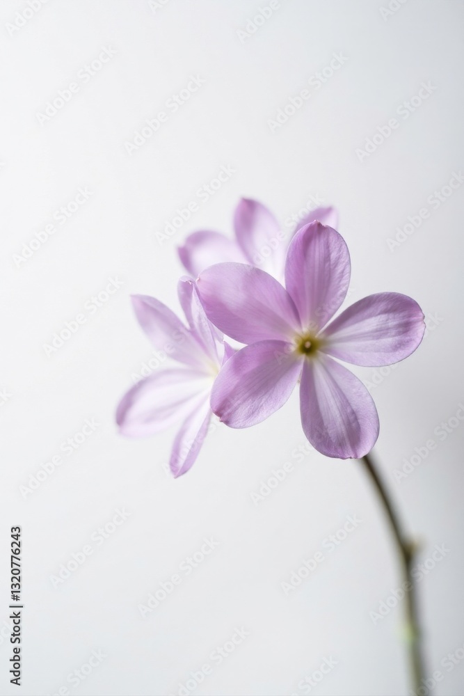 Delicate Lavender Blooms on a Simple White Background, a Study in Soft Hues and Gentle Curves Delicate Lavender Blooms on a Simple White Background, a Study in Soft Hues and Gentle Curves