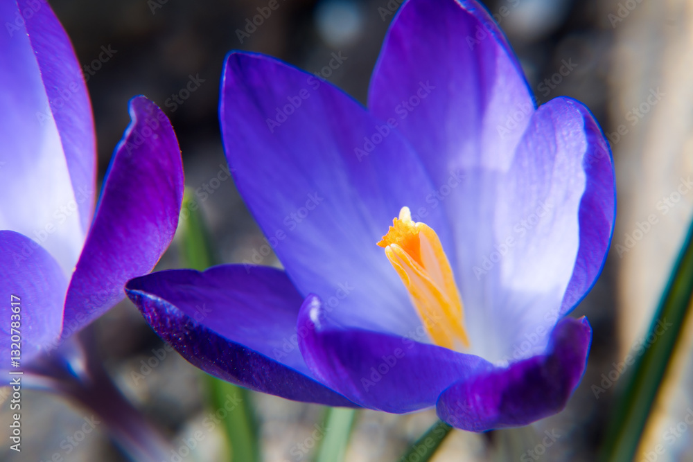 Purple crocus flowers, spring in the garden.