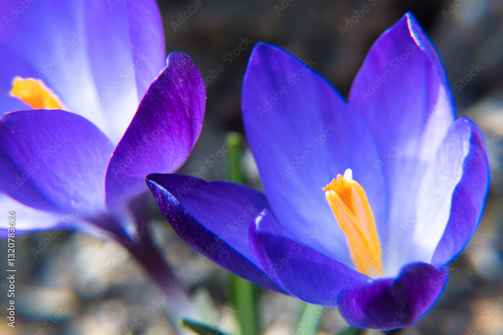 Purple crocus flowers, spring in the garden.