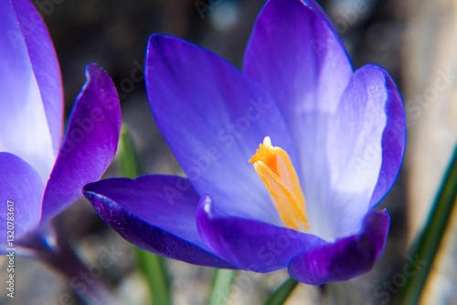 Obraz na płótnie Purple crocus flowers, spring in the garden.
w salonie