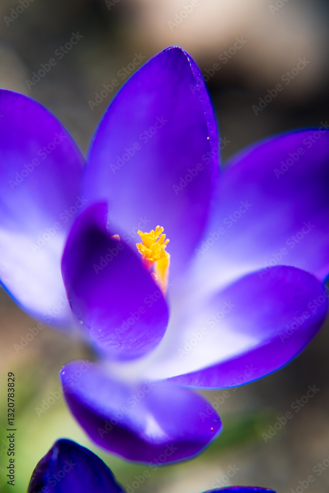 Purple crocus flowers, spring in the garden.