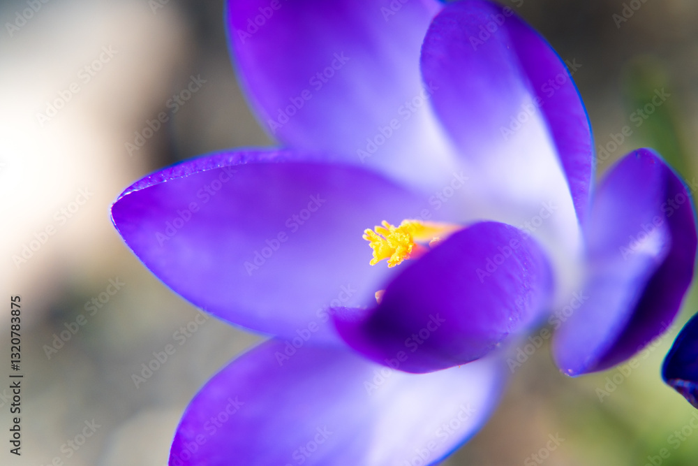 Purple crocus flowers, spring in the garden.