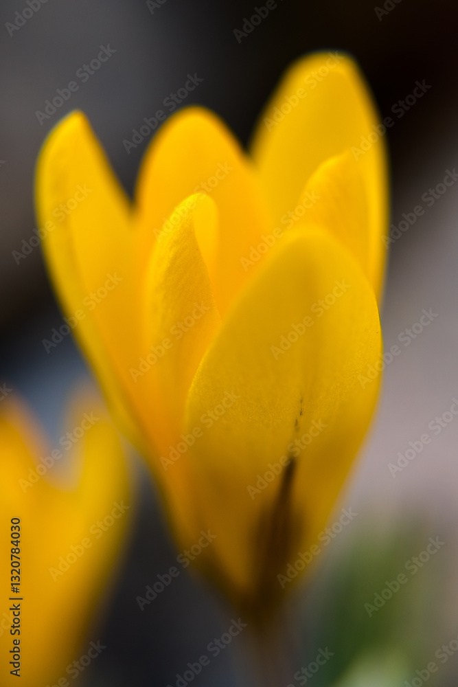Yellow crocus flowers, spring in the garden.