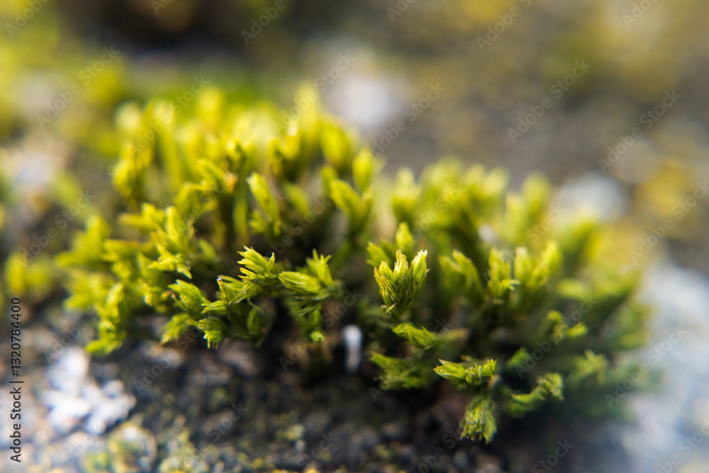 Moss growing in symbiosis on a tree trunk