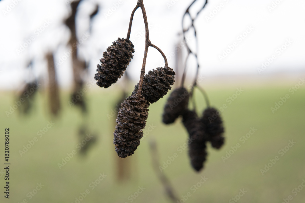 Flowers of the black alder, a tree growing in wetlands. Tree pollination season.