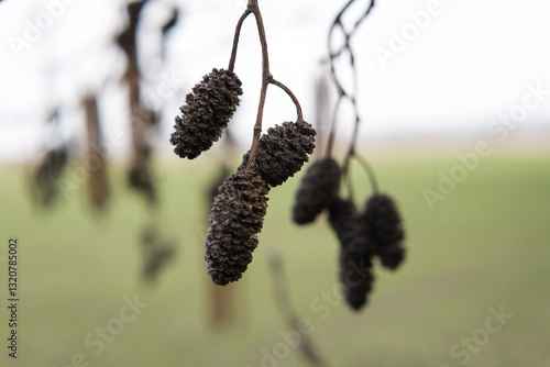 Obraz na płótnie Flowers of the black alder, a tree growing in wetlands. Tree pollination season.
w salonie