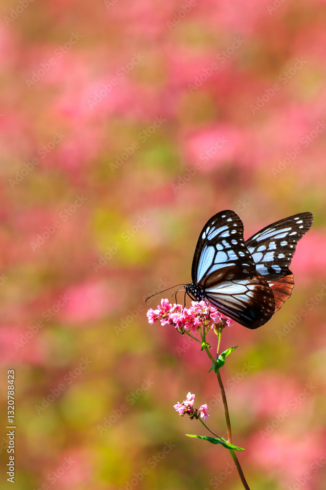 Naklejka premium 赤そばの花でひと休みするアサギマダラ
