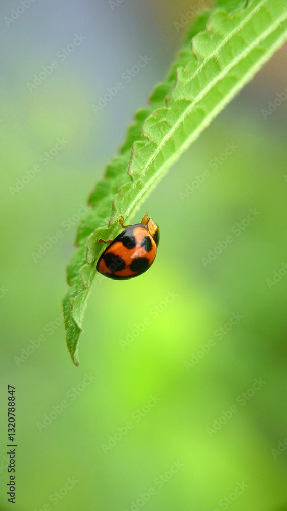 ladybug on green leaf ladybug on green leaf