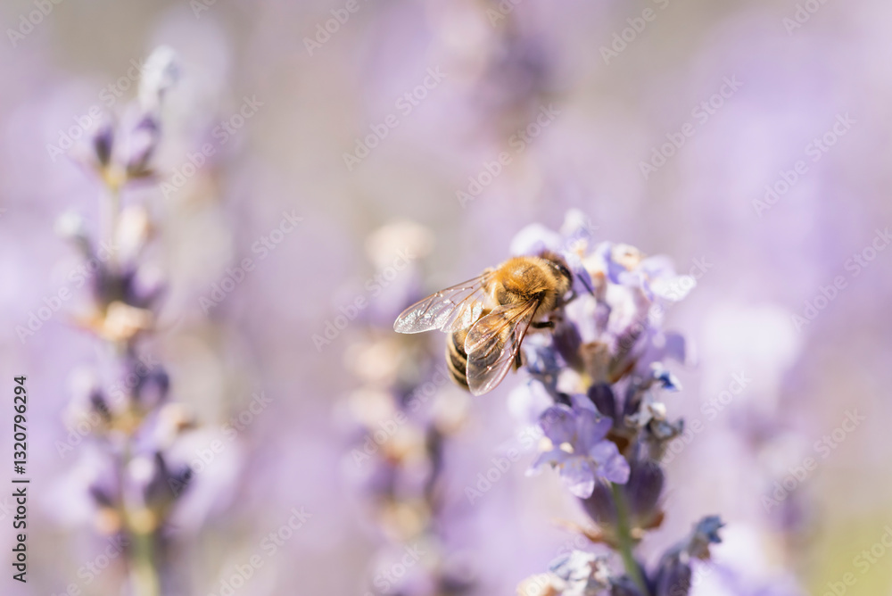 Honey bee pollinating lavender flowers. Plant decay with insects. Blurred summer background of lavender flowers with bees. Beautiful wallpaper. soft focus. Lavender Field Honey bee pollinating lavender flowers. Plant decay with insects. Blurred summer background of lavender flowers with bees. Beautiful wallpaper. soft focus. Lavender Field