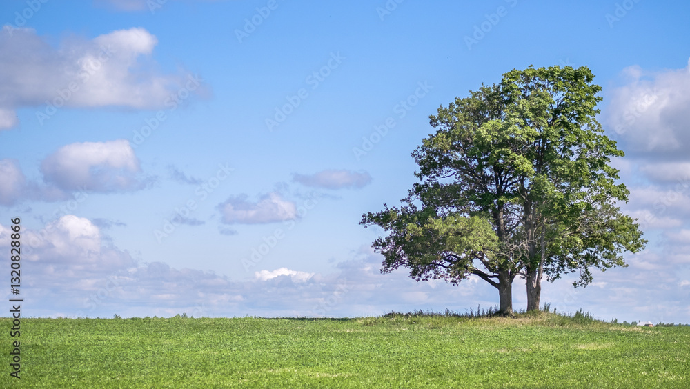 Obraz premium Verdant meadow featuring lone tree atop gentle hill, silhouetted against azure sky with scattered cumulus clouds, conveying tranquil pastoral scene