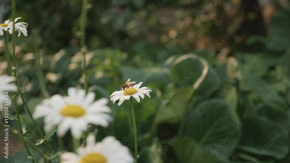 Insects on flowers Insects on flowers