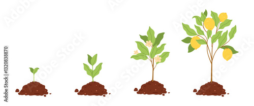 Lemon tree growth stages from seedling to fruit-bearing tree. Flat vector illustration