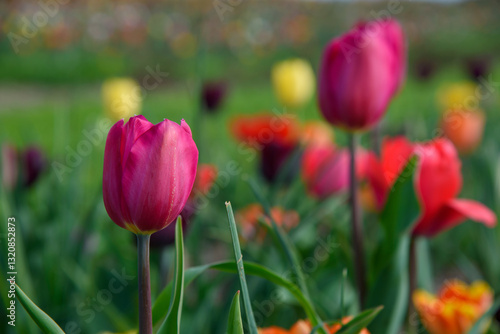 tulipani