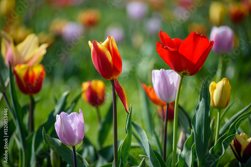 tulipani