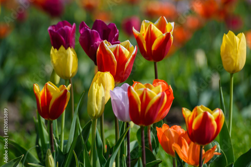 tulipani