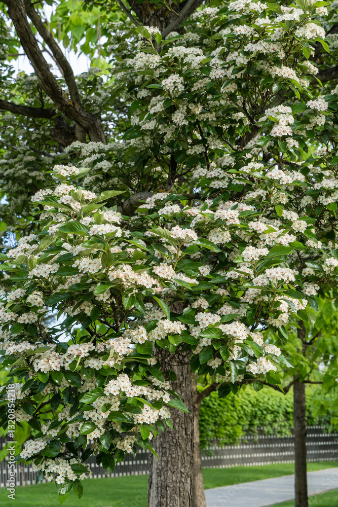 White flowers broadleaf is in city park White flowers broadleaf is in city park