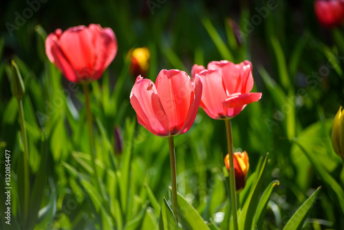 tulipani