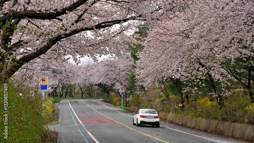 Cherry blossom-lined street in full bloom in Buk-gu, Ulsan, Korea photo