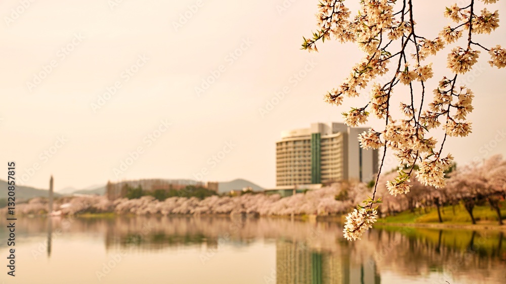 Korea, Gyeongju Bomun Lake and Cherry Blossoms