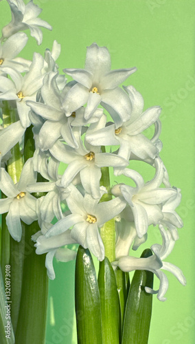 Close-up of blooming white hyacinth flowers with green stems against a light green background
