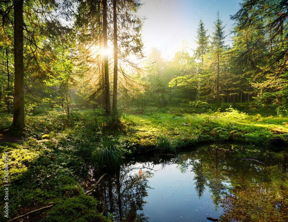 Obraz premium Generated image 森の泉