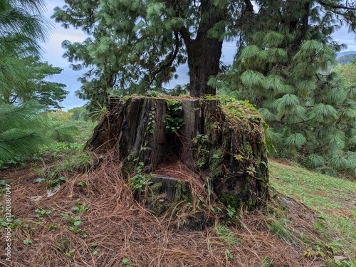 A weathered old tree stump surrounded by scattered pine needles. Behind the stump, a coniferous tree stands tall, with a glimpse of the sea in the background