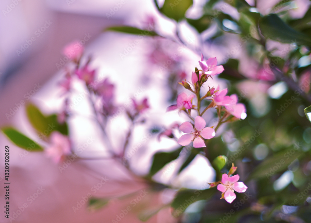 pink cherry blossom pink cherry blossom