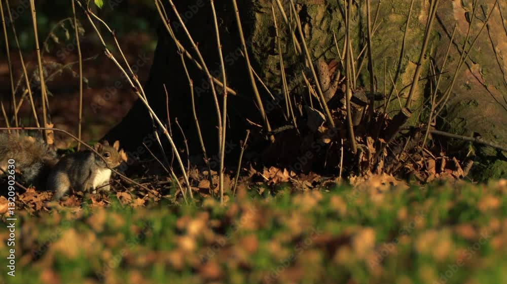 Cute grey squirrel in autumn woodland foraging for food Cute grey squirrel in autumn woodland foraging for food