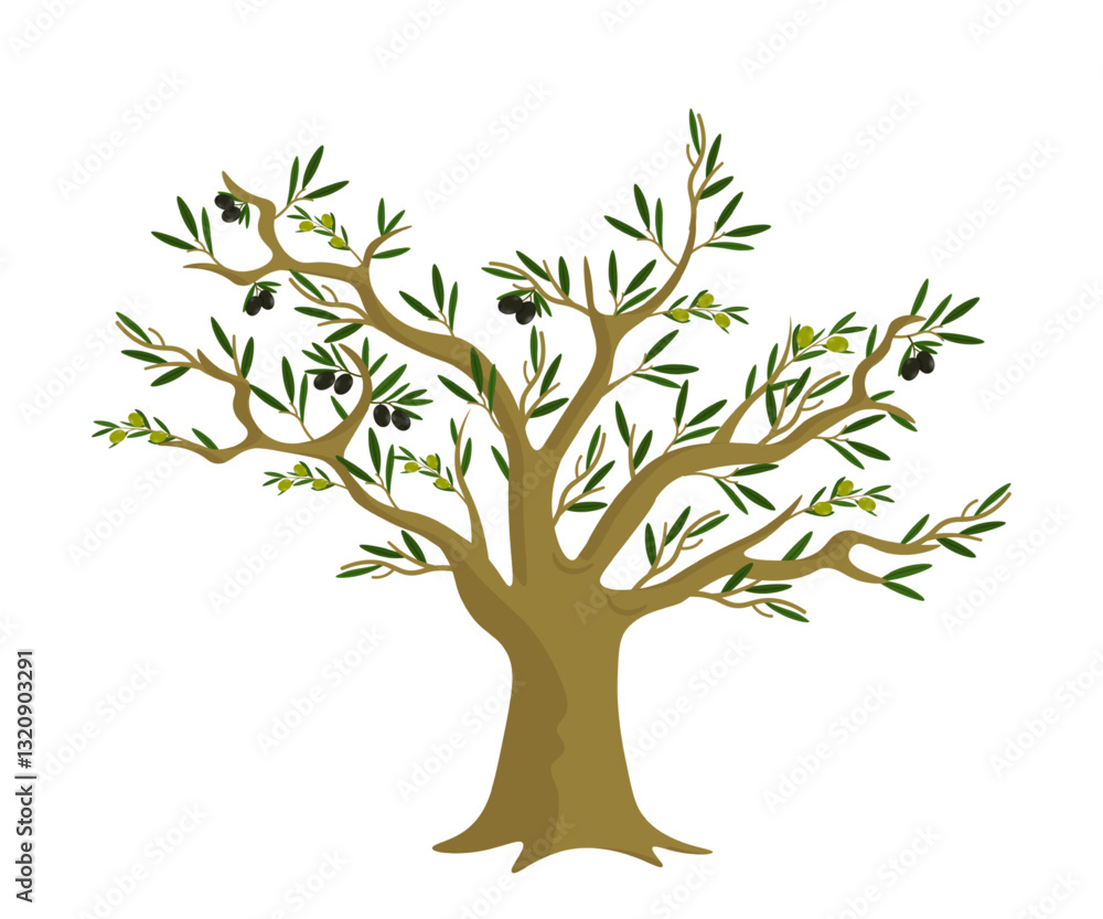 Obraz premium Olive tree with green leaves and ripe black and green olives. Classic Mediterranean tree with thick trunk and many branches. Food, farming, agriculture, botanical themes. Flat vector illustration.