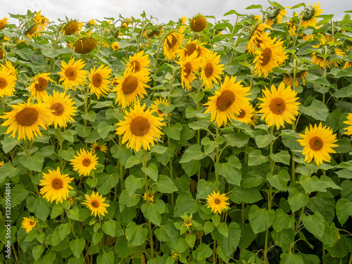 Summer Sunflowers growing on Sunflower maze at Great Budworth, Cheshire, UK