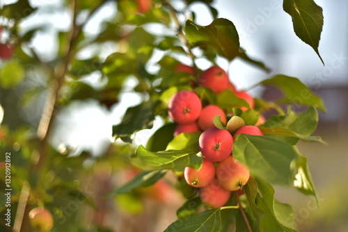 apples on a tree