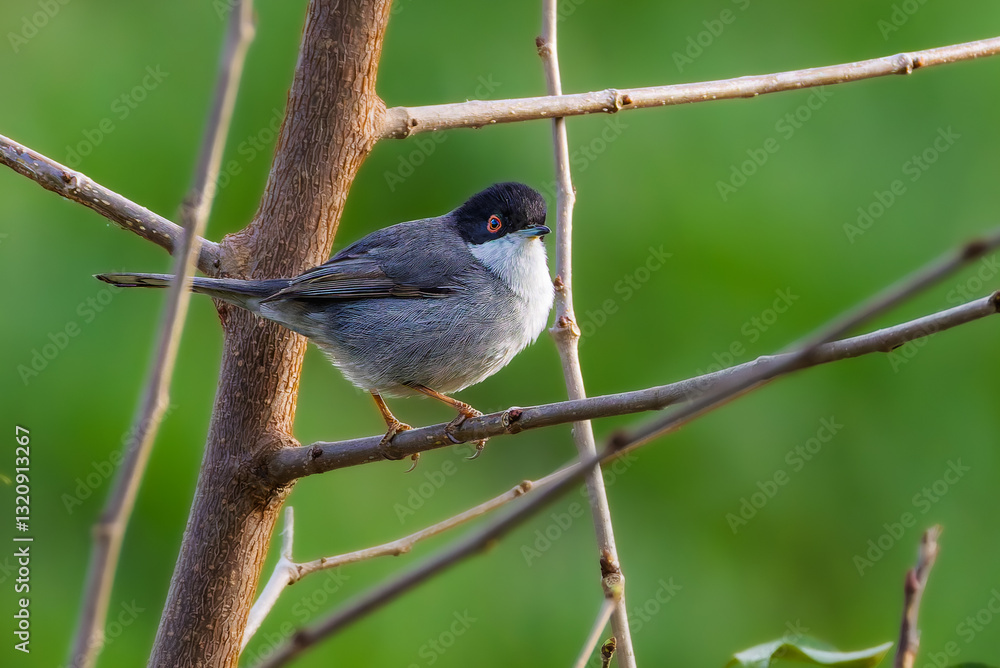 Fototapeta premium Sardinian Warbler perched in a tree in the morning light
