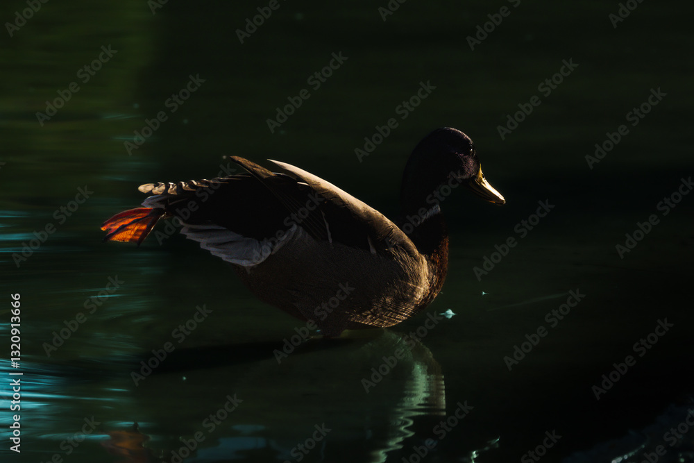Fototapeta premium mallard duck on the surface of a pond in the morning light