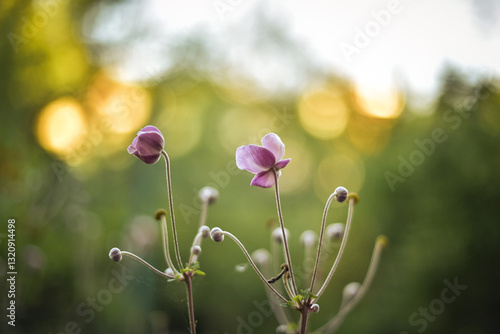 flowers in the garden