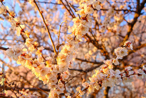 Close-Up of Apricot Blossoms in Sunlight