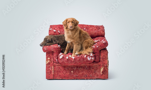 Photography Lovely dogs on a ripped old armchair