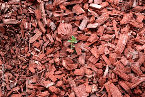 small plant in red wood chips