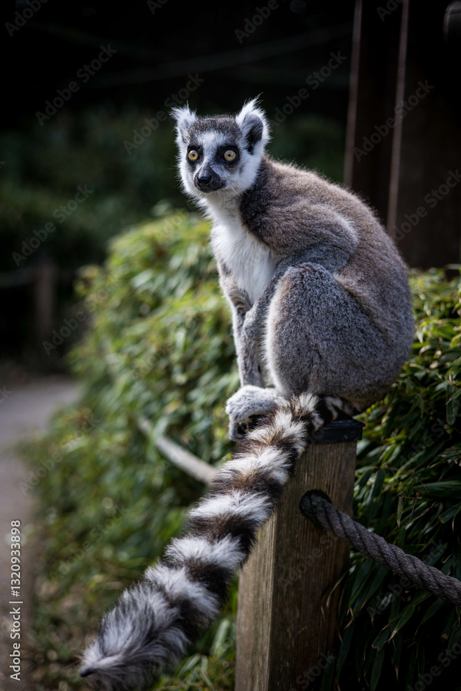 Fototapeta premium Un lémurien assis sur une clôture, il regarde vers la caméra, il est en liberté 