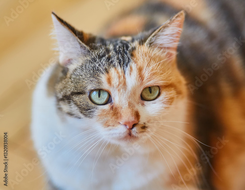 Wall Mural Close-Up of a Tricolor Cat