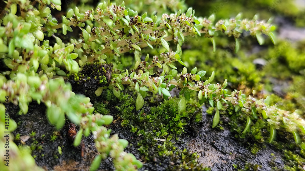 Close-Up of Lush Green Moss in Nature. Wet moss after rain. Close-Up of Lush Green Moss in Nature. Wet moss after rain.