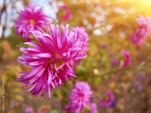 Vibrant Pink Asters in Bloom