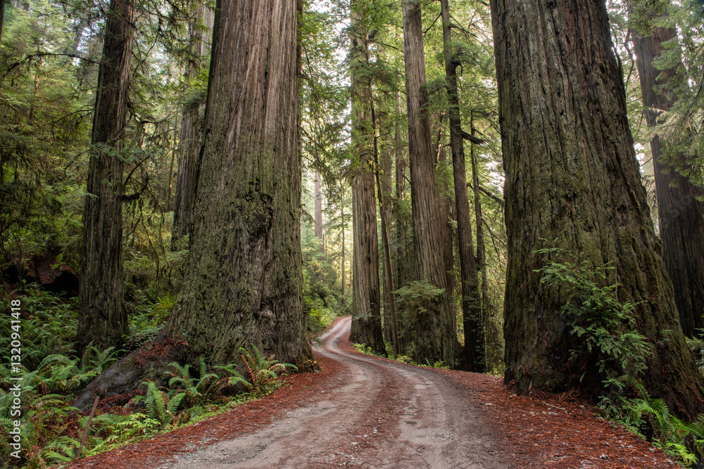 Obraz premium United States Redwood Park road