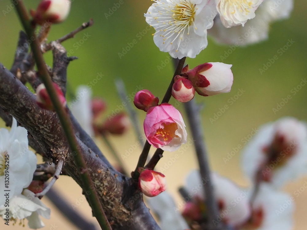 Plum Blossom