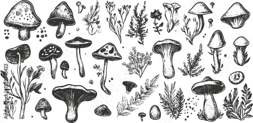 Black and white botanical illustration of various mushrooms and plants.
